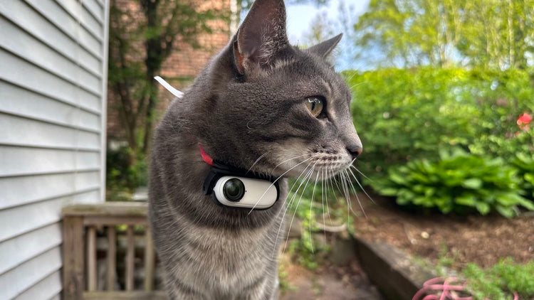 Pet Cameras