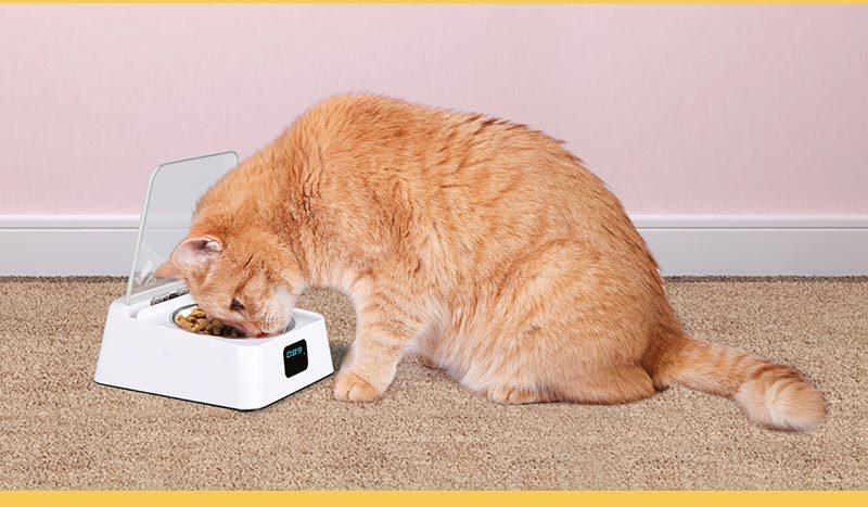 Smartpaws Automatic Moisture-Proof Pet Feeder