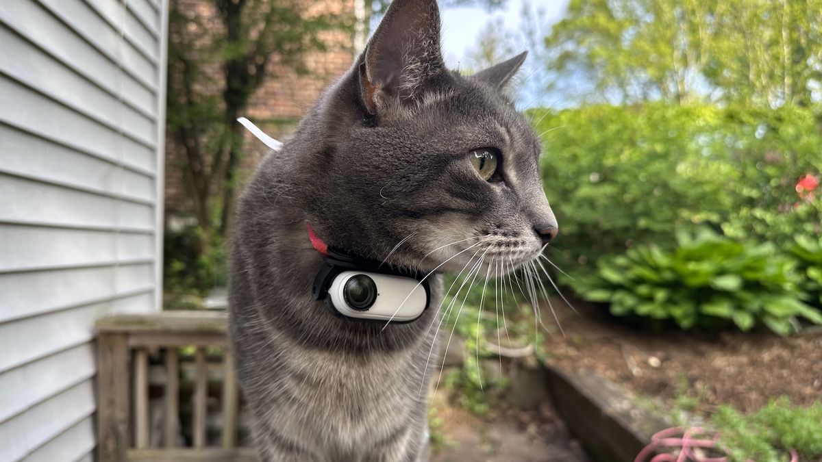 Pet Cameras