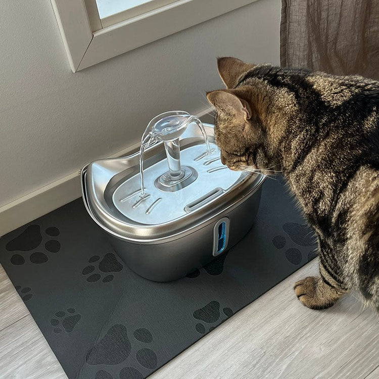 Keep Your Pet Hydrated, Happy, and Healthy